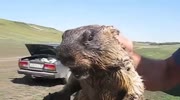 Marmot lets OUT EAR piercing -scream