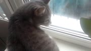 Cat hunts a dove, which is behind the glass