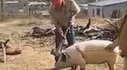 Man Attempting To Kill A Pig Knocks Himself Clean Out