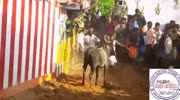 Bull hurts man in India