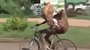 2 Sheep on a bike