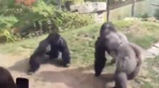 Gorillas Duke It Out
