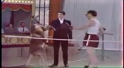 Kangaroo Fighting With Man in a match