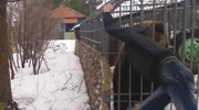 Drunk Man Has His Arm Ripped Off Sticking It In A Bear Cage - Real or Fake ?