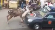 Bull Kills A Man With A Violent Headbutt And Then Head Stomp