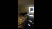 Black couple fight cause pregnant bitch destroys his hotel room