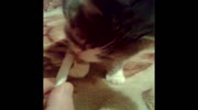 A cat that loves marijuana