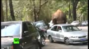 Elephant smashes cars after getting 'dumped' in China.
