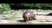 Hippo Engine Fart noise
