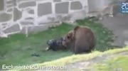 grizzly attacks a man in the zoo