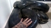 Guy Found a Huge Anaconda In His Home And Then Inexplicably Tried to Touch It