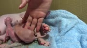 Sphynx cat gives birth