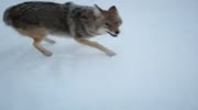 Coyote Bullies a hiker