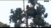 THIS man in tree has captivated viewers