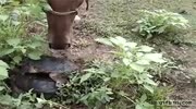 Snapping Turtle attacks horse.