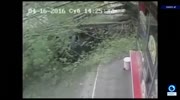 Tall tree falls on the car driver survives