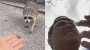 Racoon Takes A Chunk Out Of A Guys Hand Trying To Feed It
