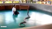 Playing with a Giant cobra