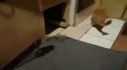 Rat Attacks Cat