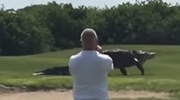 Monster Alligator Takes A Stroll Through The Golf Course
