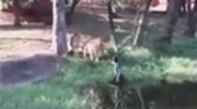 Drunk Man Jumps Into Lion Enclosure
