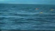 Killer Whale attacks boat.