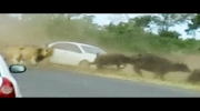 Lions Chase Buffaloes Into Tourist's Car