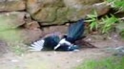 Sparrow-Hawk Drowns Magpie