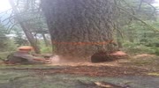 Cutting a Tree With a Chainsaw Goes Very Wrong