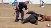 Incredible K9 Takedown