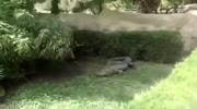 Stupid Girls Jumps In Alligator Pen