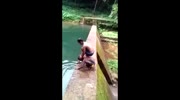 Dive gone wrong