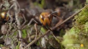 Giant Killer Hornet Colonies Fight to the Death