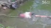 Electric eel strikes