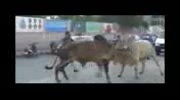 2 bull kill a man on road . cow fight on road