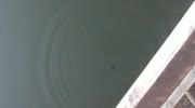 Bridge jumping to death