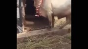 Bull gives old man fatal chest kick.