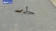 Epic Snake and Mongoose Fight in the middle of traffic in India