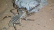 Desert spider eats bird alive!