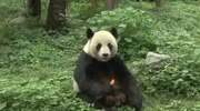 Chinaman Sneaks Into Zoo Then gets Attacked by Panda.