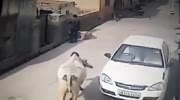 Cow attacks a man talking on a phone