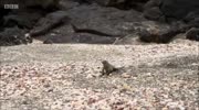 Awesome lizard gives a flying fuck of the attacking snakes