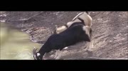 Goat Hunting Australia
