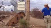 Lion keeper Is an asshole