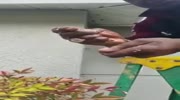 Man removes wasps nest with bare hands