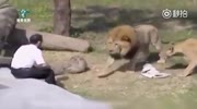 Lion attacks a man that falls into its enclosure