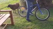 angry ram attacks guy on a bike