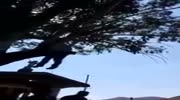 Thief Hanged By The Hands From A Tree By The Population.