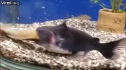 Catfish eats another fishes and doubles in size