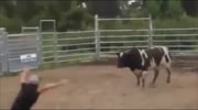 When bullying a Bull go's wrong !